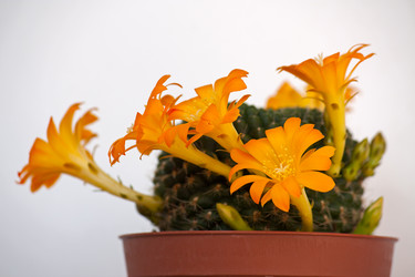 Similar image 1513127