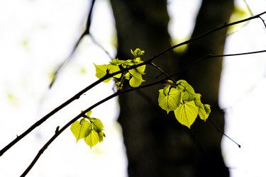 Similar image 1513155