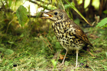 Similar image 1513157