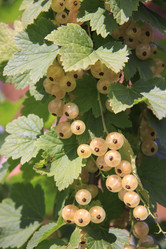 Similar image 1513510