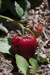 Similar image 1513563