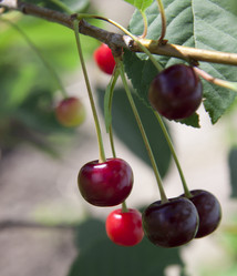 Similar image 1513564