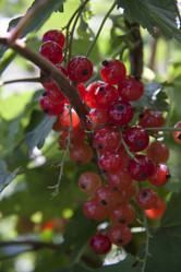 Similar image 1513578