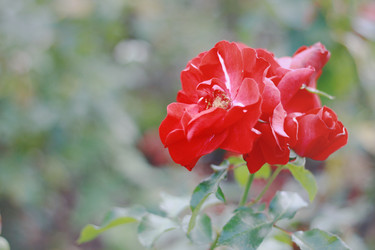 Similar image 1513666