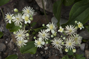 Similar image 1513761