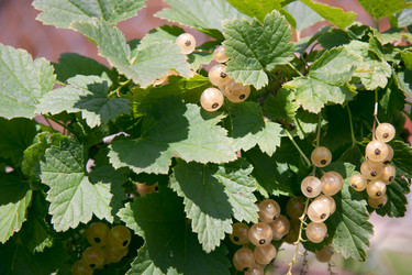 Similar image 1513767