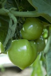 Similar image 1513769