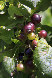 Similar image 1513775