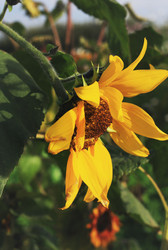 Similar image 1513956