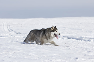 Similar image 1514053