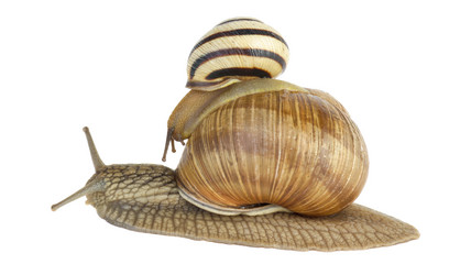 Similar image 1515428