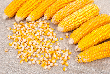 Similar image 1515728