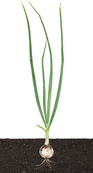 Similar image 1515739