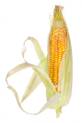 Similar image 1515746