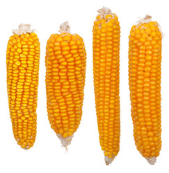 Similar image 1515815