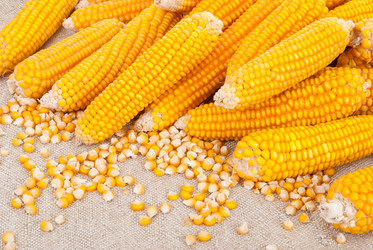 Similar image 1515825