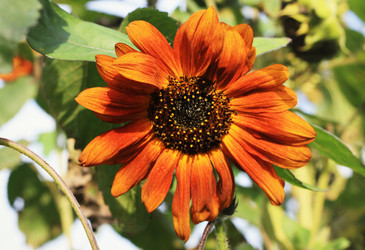 Similar image 1516319