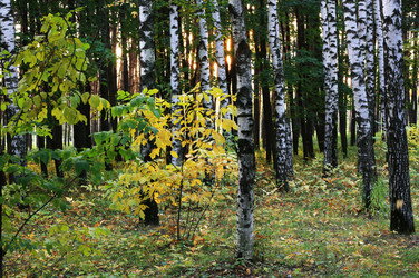 Similar image 1516325