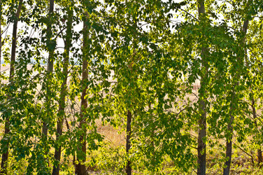 Similar image 1518114