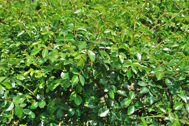 Similar image 1519493