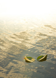 Similar image 1519614