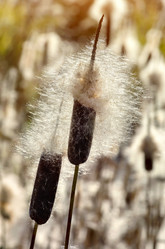 Similar image 1519694