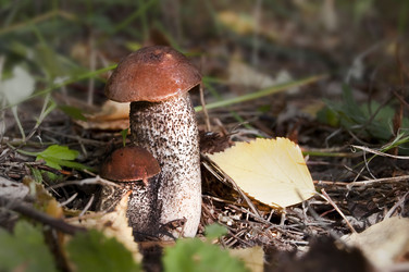 Similar image 1520004