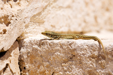 Similar image 1520576