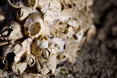 Similar image 1520638