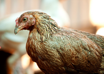 Similar image 1521123