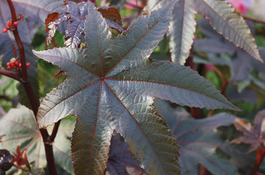 Similar image 1521986