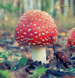 Similar image 1522664