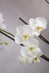 Similar image 1523202