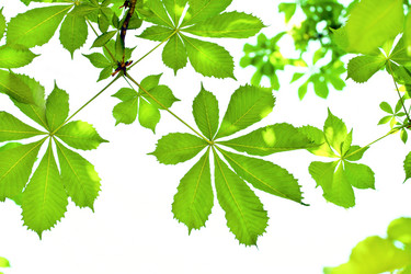 Similar image 1524305