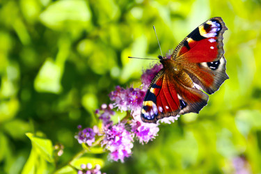 Similar image 1524394