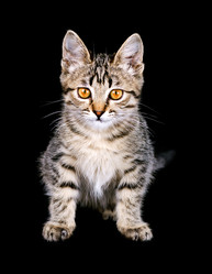 Similar image 1524504