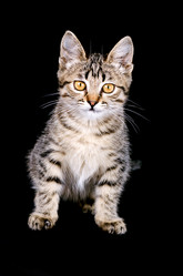 Similar image 1524512