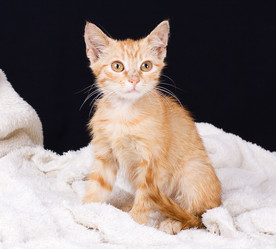 Similar image 1524554