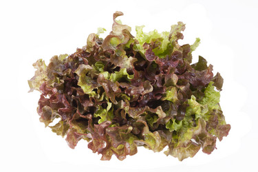 Similar image 1524570