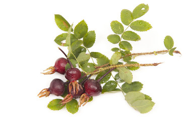 Similar image 1524683