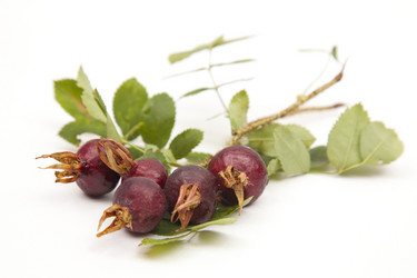 Similar image 1524693