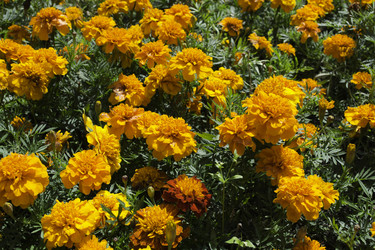 Similar image 1524829