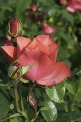 Similar image 1524833