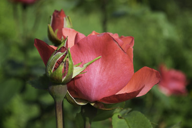 Similar image 1524844