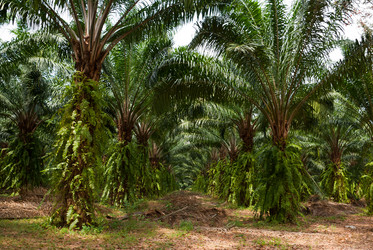 Similar image 1525109