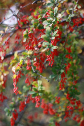 Similar image 1525144