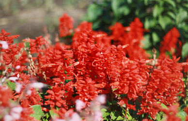 Similar image 1525149