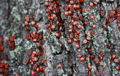 Similar image 1525152