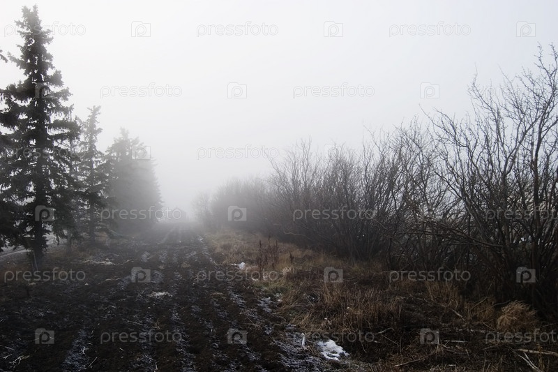 Фотография на тему Деревья в тумане | PressFoto