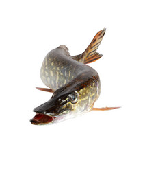 Similar image 1527269